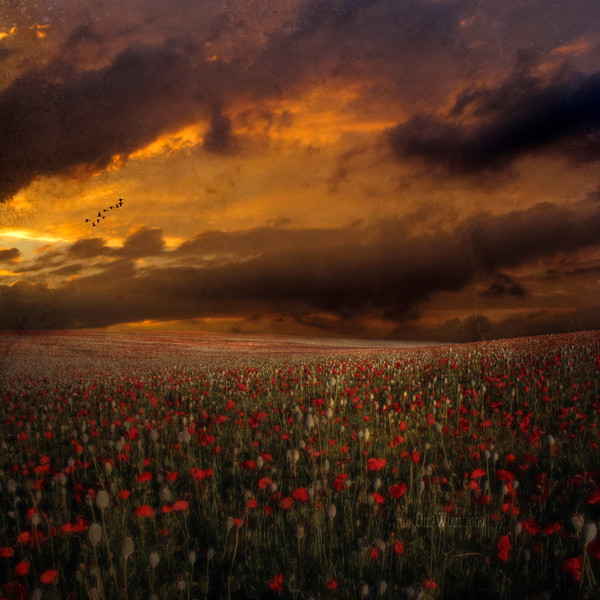 coquelicot