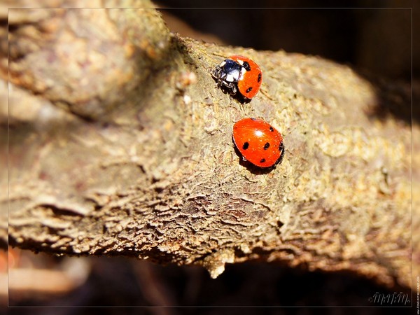 coccinelles
