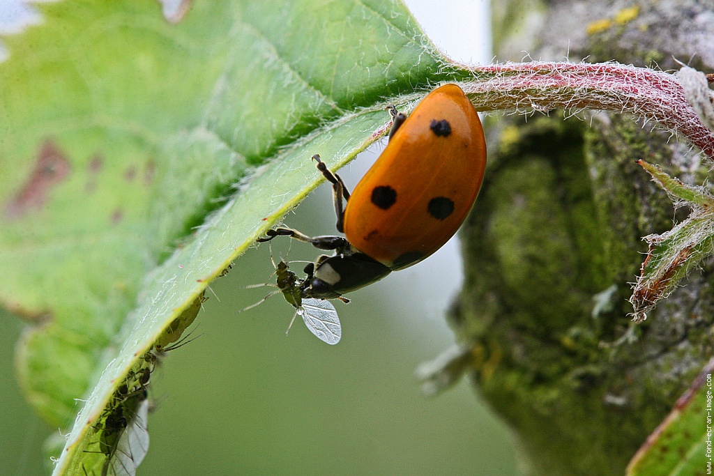 coccinelle